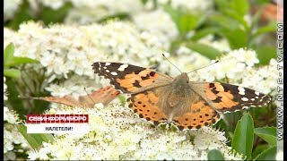 В Севастополе наблюдают аномальное количество бабочек