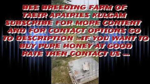 Bee breeding Farm