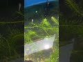 メダカがどんどん減りました。 #shorts