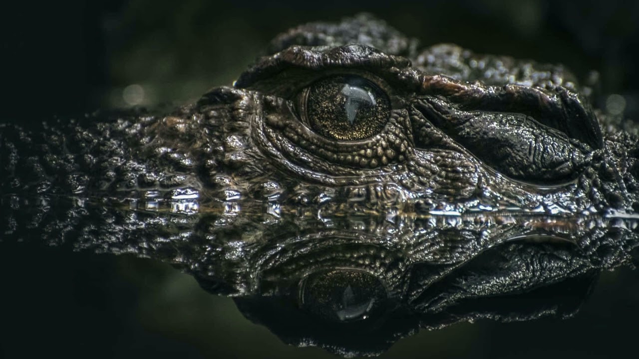 amat33rasu - Alligator