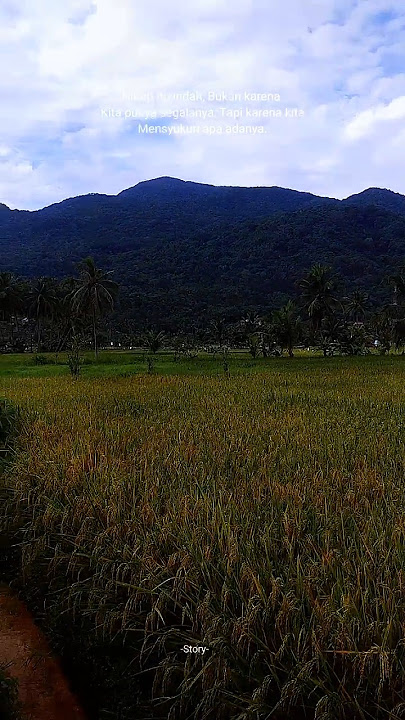 Gunung Tampomas #gunung #hutan #music #videoshorts