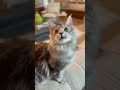 Winnie the Maine Coon aka Winnie Womderkitty