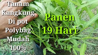 Cara Menanam Kangkung Di Pot Atau Polybag Dari Biji