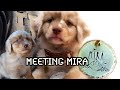 Meet Mira! - PICKING UP MY AUSTRALIAN SHEPHERD PUPPY! WEEK 8