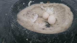 güvercin kuşum 2 tane yumurta yaptı