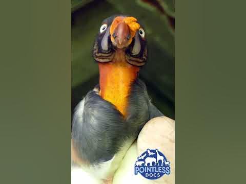 What's A Caruncle? - YouTube