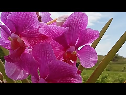 ผลสลากกินแบ่งรัฐบาล วันที่ 1 พย. 2567