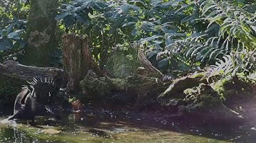 10 april 2020 | Beleef de Lente | Vroege Vogels
