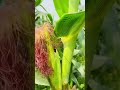 Maize Farming Reproductive Phage Of Maize Maize Pollinations Goviral Tassels Maize Farming Reproductive Phage Of Maize Maize Pollinations Goviral Tassels