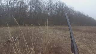 controlled pheasant hunting Illinois