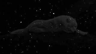 Sensizlik - Uzbek Azerbaijan Ferid Sumqayit (Cover) Ozbekcha Tarjima