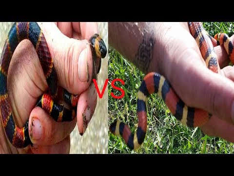 Video: Perbedaan Antara Coral Dan King Snake