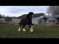 Shire horse turbo