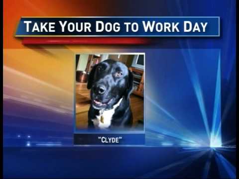 Dog Training - Al Holzer of Bark Busters - Taking Your Dog to Work