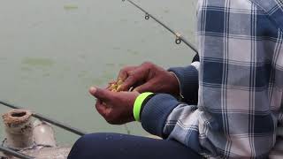 Big Catla fish bait and live fish hunting video by sagor