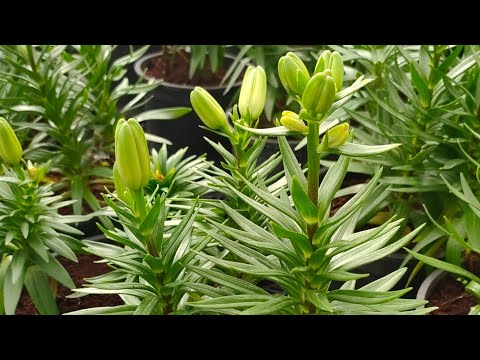 فيديو: ما هي زهور الزنبق Viridiflora - تعرف على زراعة لمبات الزنبق Viridiflora