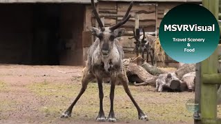 Hyper Lapse Walk Through The Wild Place Project Bristol