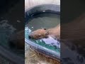 คาปิบาร่าก็มีหัวใจ 🥰 #wjexotic #capybara #exotic #animals #คาปิบาร่า #zoo #pets #capy #หมามะพร้าว