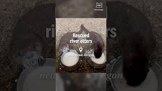 Rescued river otter pups released back into their central Oregon home