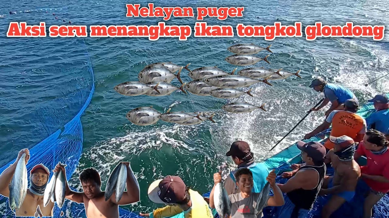 nelayan puger ll aksi seru menangkap ikan tongkol glondong