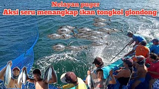 nelayan puger ll aksi seru menangkap ikan tongkol glondong
