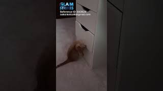 The cat is trying to get a cloth out of the drawer. Reference ID 843924 claimstrikes.com