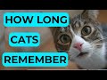 How Long Can A Cat Remember A Person