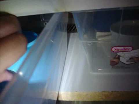 Phantom Ball Python Babies 2010