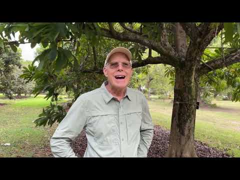 Video: Mamey augļu audzēšana - uzziniet par Mamey ābolu kopšanu