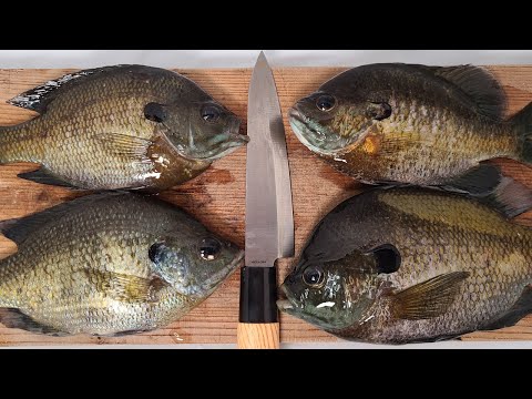 琵琶湖のブルーギル釣って素揚げで食べてみると Youtube