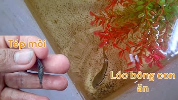 đi xuống ruộng vớt tép cho cá lóc bông thái ăn / lóc bông sau hơn một tuần nuôi