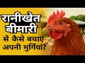 मुर्गियों को रानीखेत से कैसे बचाएं? जानें पूरी जानकारी #poultryfarming #ranikhet #poultryfarm