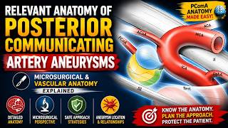 Relevant Anatomy of Posterior Communicating Artery Aneurysms Microsurgical and Vascular Anatomy