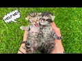 RESCUED NEWBORN KITTENS REJECTED BY MOM!