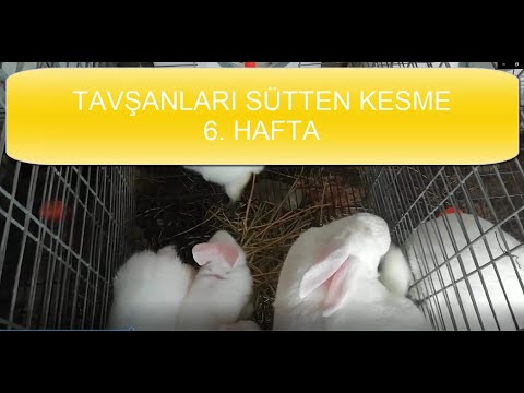 Video: Evcil Hayvanınızı Whiskas Ve Diğer Yiyeceklerden Nasıl Sütten Kesersiniz?