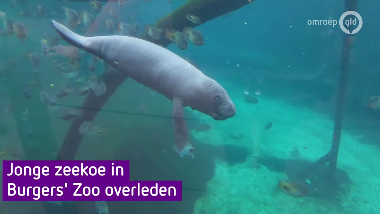 Jonge zeekoe in Burgers' Zoo gestorven