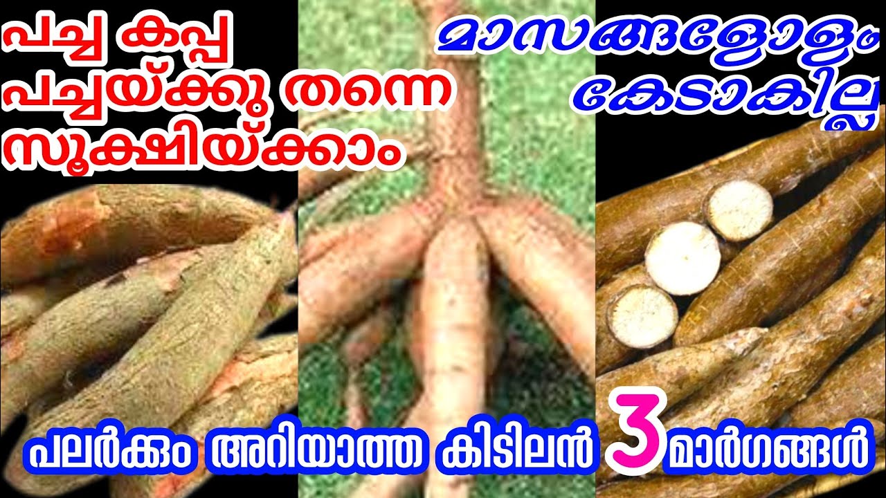 മരച്ചീനി ഇങ്ങനെ സൂക്ഷിച്ചാൽ എത്രകാലം വേണമെങ്കിലും ഫ്രഷായി ഉപയോഗിയ്ക്കാം | How to store Tapioca fresh