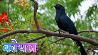 कोयल | Koel Facts | Intresting facts about Cuckoo (Koyal) | #koel #facts | Science Techz