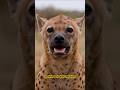 Hyena Ki Hansi Ka Sach 😂#facts #shortvideo #shorts #wildlifehindi #hyena #animalworld