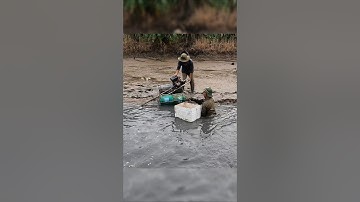 Crayfish Vietnamese | Cận Cảnh Về Miền Tây Thu Hoạch Tôm Càng Xanh #crayfish #sanbatkiengiang