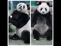 20231214 今日午餐有冬筍 圓仔被掛食吸引 Giant Panda Yuan Zai