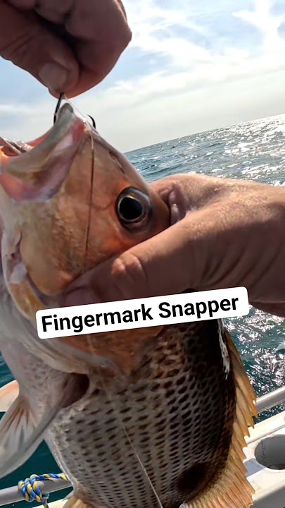 Releasing a Nice Fingermark Snapper – Sustainable Fishing in Action #fishing #sportsfishing