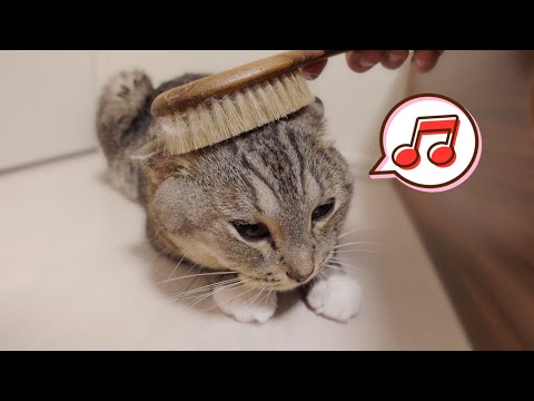 Life with Cats - YouTube