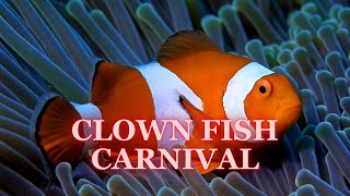 🐠 CLOWN FISH CARNIVAL  | CLOWN FISH WORLD ENGLISH SONG | THẾ GIỚI CÁ HỀ | BÀI HÁT CHO THIẾU NHI 🎶