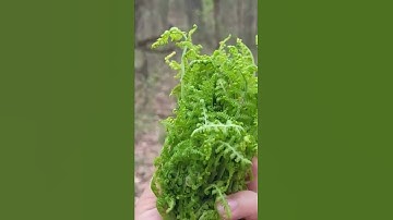 Foraging food in the forest! Fiddle head fern!