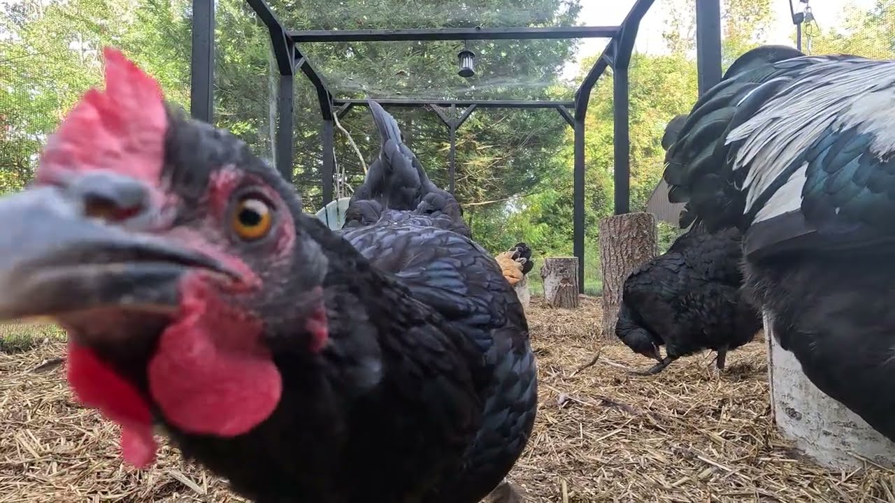 Chicken TV 🐓 Pecking, Scratching & Treats (5 Min Relaxing & Art Reference Video)