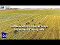 Cattle Grazing on Cover Crops in Faribault County, MN