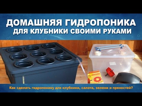 Клубника на гидропонике в домашних условиях