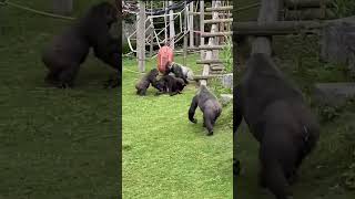 Gorila жайлы факт   Ерлері 200 кг дейін жетуі мүмкін #gorilla #zoo
