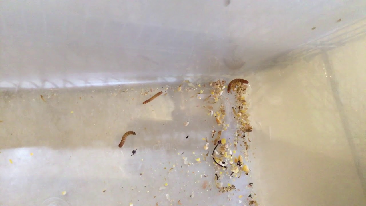 My chameleon eats mealworms YouTube